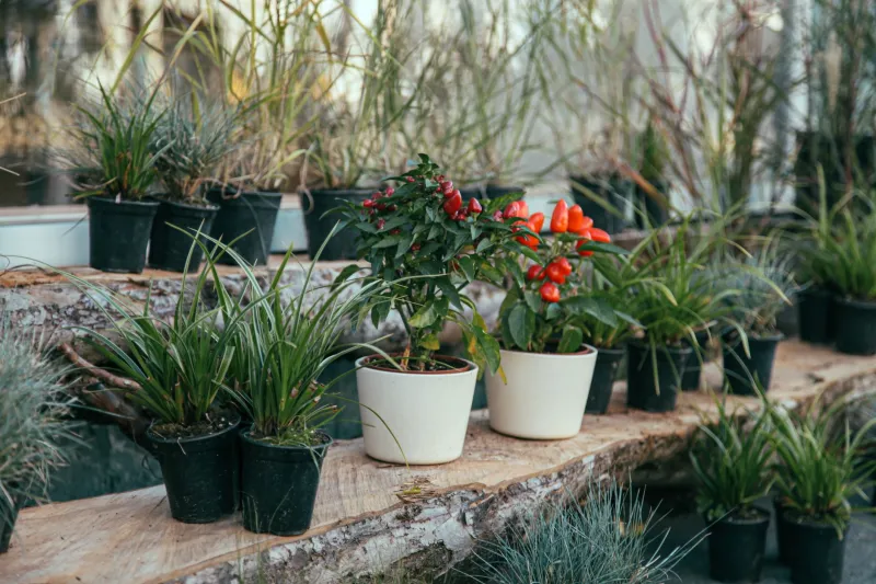 Rooted in Contradiction: The Plastic Crisis Flourishing Inside Britain's Houseplant Boom