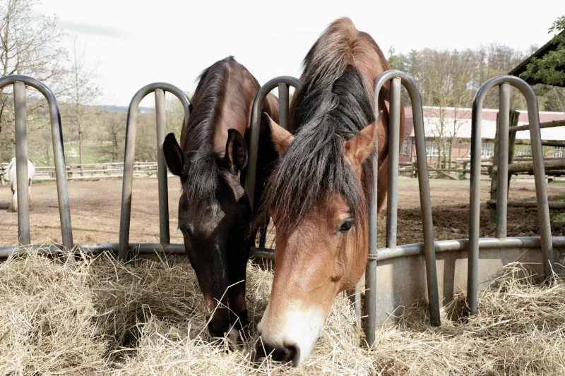 Stable Lies: Britain's Equestrian Elite Gallops Towards Environmental Catastrophe
